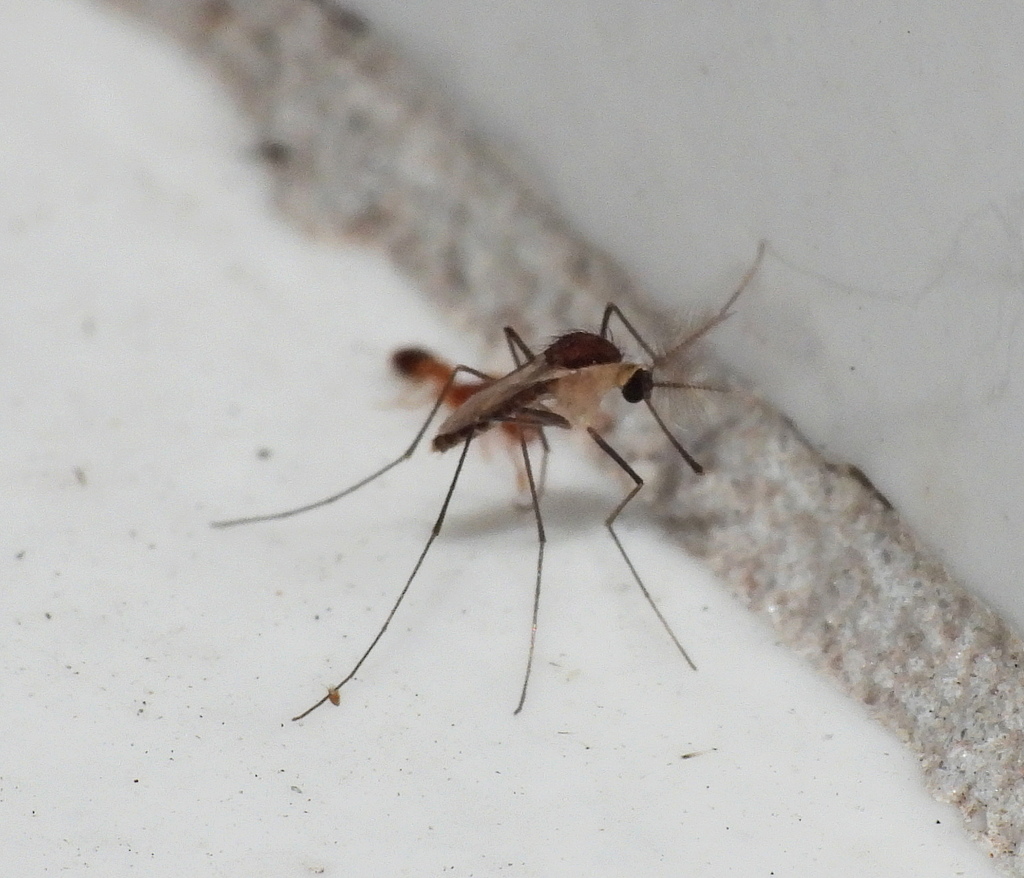 Uranotaenia hystera