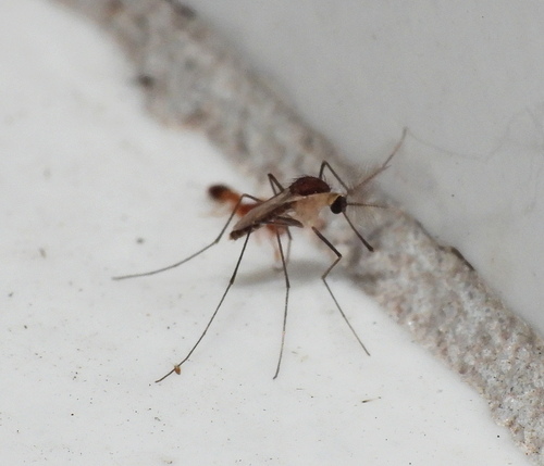 Uranotaenia hystera