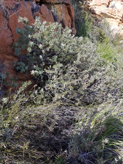 Protea sulphurea