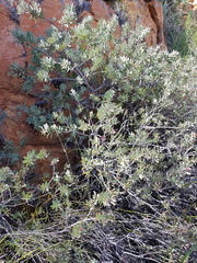 Protea sulphurea