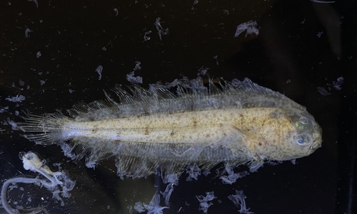 Rex-tong (Glyptocephalus zachirus) — Pleuronectidae — 3