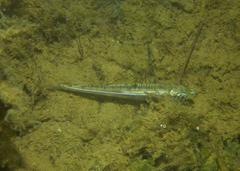 Atherinosoma microstoma