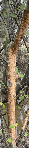 American Beaver photographed in Mississippi