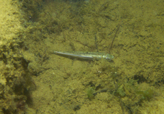 Atherinosoma microstoma