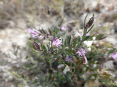 Polygala rupestris