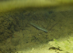 Atherinosoma microstoma