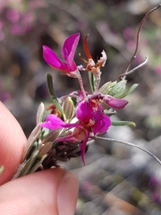 Indigofera "sclerophylla"