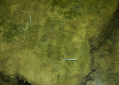 Atherinosoma microstoma