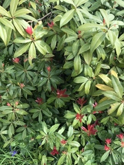 Rhododendron ponticum