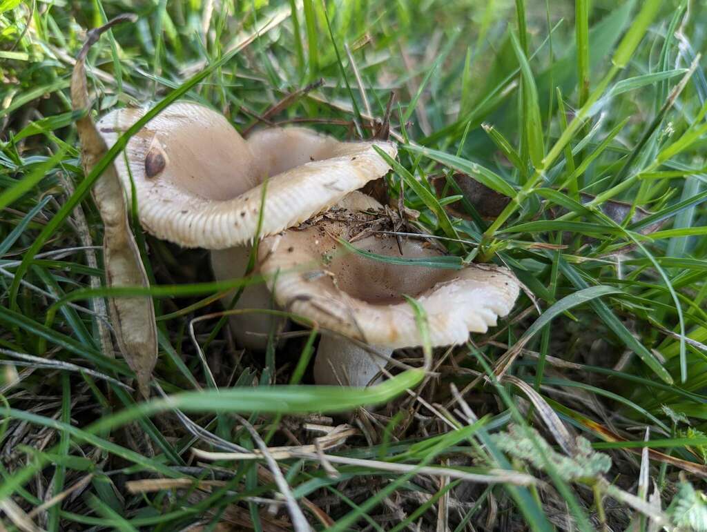 Russula pectinatoides