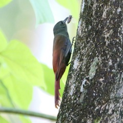 Sittasomus griseicapillus image