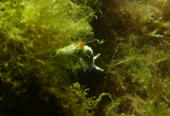 Hypselodoris saintvincentius