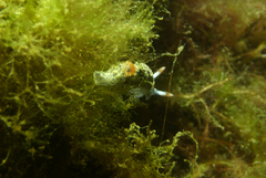 Hypselodoris saintvincentius