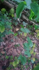 Aristolochia shimadae