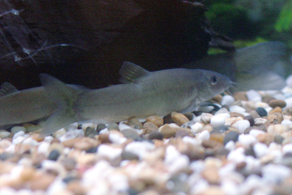 Loche de Leconte (Silver Loach) (Yasuhikotakia lecontei)