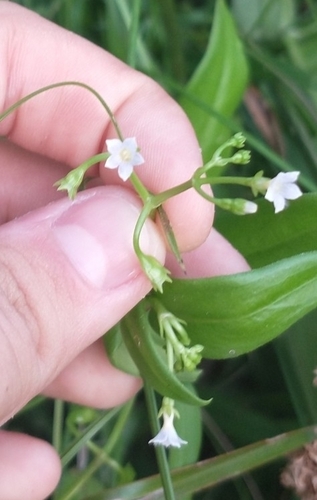 Foto de Cipó-uva