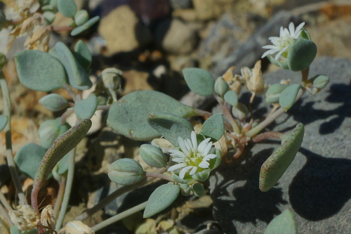 Drymaria pachyphylla