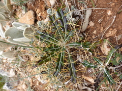 Ptilostemon hispanicus