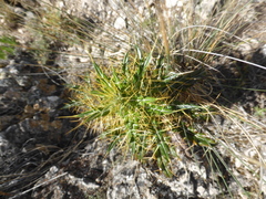 Ptilostemon hispanicus