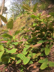 Hypericum androsaemum