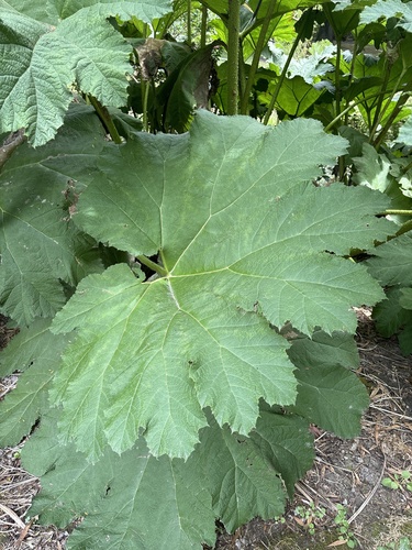Foto de Ruibarbo gigante