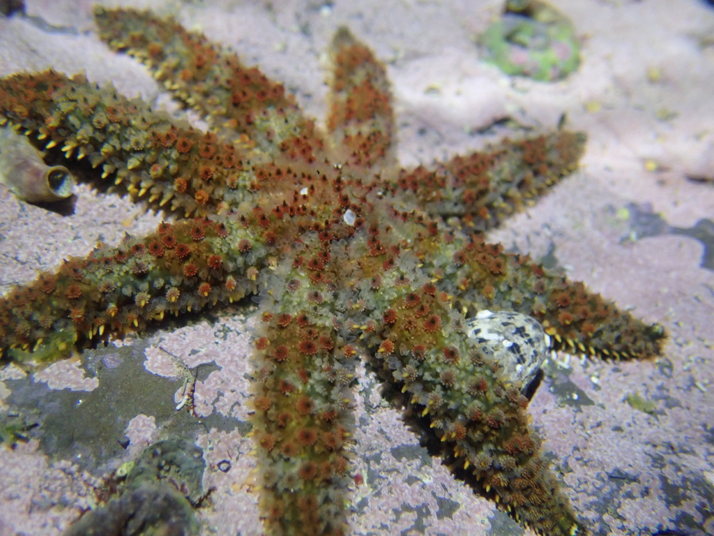 Coscinasterias acutispina