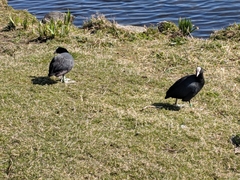 Fulica atra