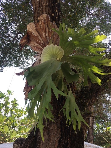 Platycerium grande, photograph 3