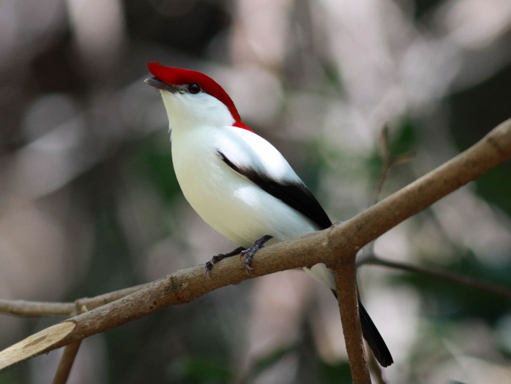 Araripe Manakin photo