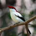 Araripe Manakin - Photo (c) Rick elis.simpson, some rights reserved (CC BY-SA)