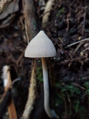 Entoloma canoconicum