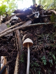 Entoloma canoconicum