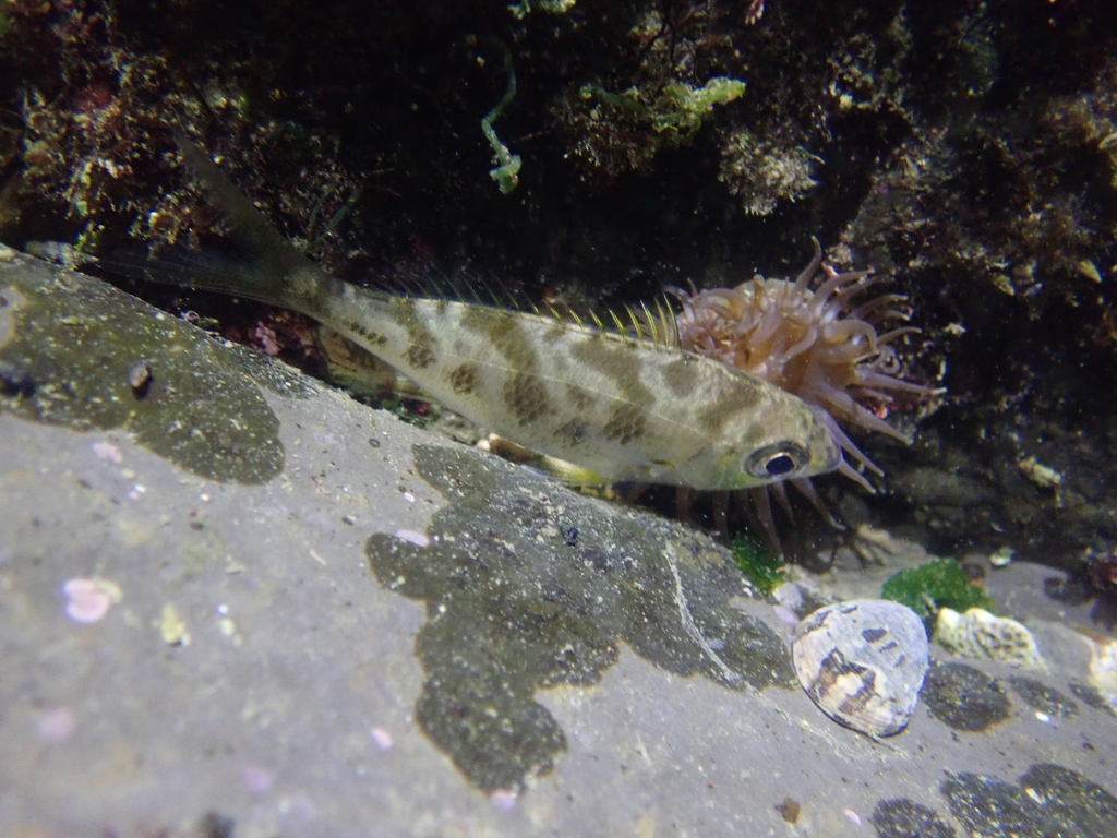 Blacktip mojarra (Gerres oyena) — Gerreidae