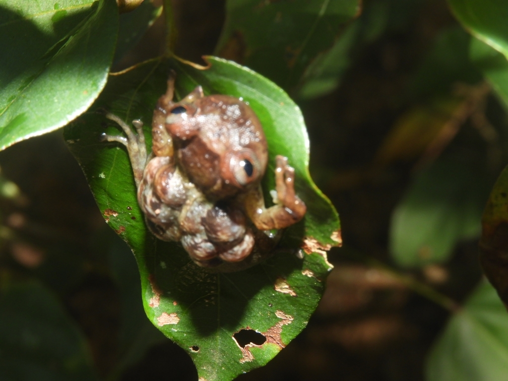 Fritziana mitus