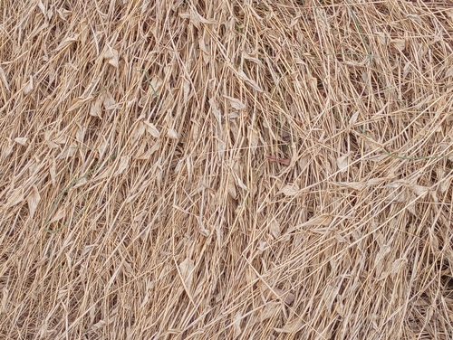 Foto de Capim-cabelo