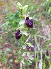 Ophrys sphegodes atrata