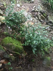 Ruscus colchicus