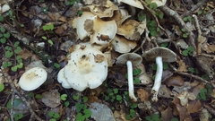 Psathyloma leucocarpum