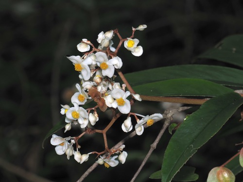Begonia erecta