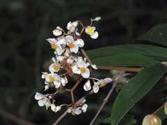 Begonia erecta