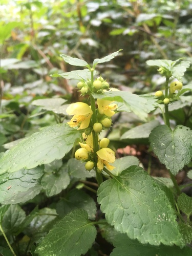 Žuta mrtva kopriva (Lamium galeobdolon)