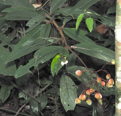 Begonia erecta, photograph desertnaturalist, CC BY, iNaturalist via GBIF