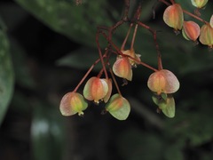 Begonia erecta, photograph desertnaturalist, CC BY, iNaturalist via GBIF