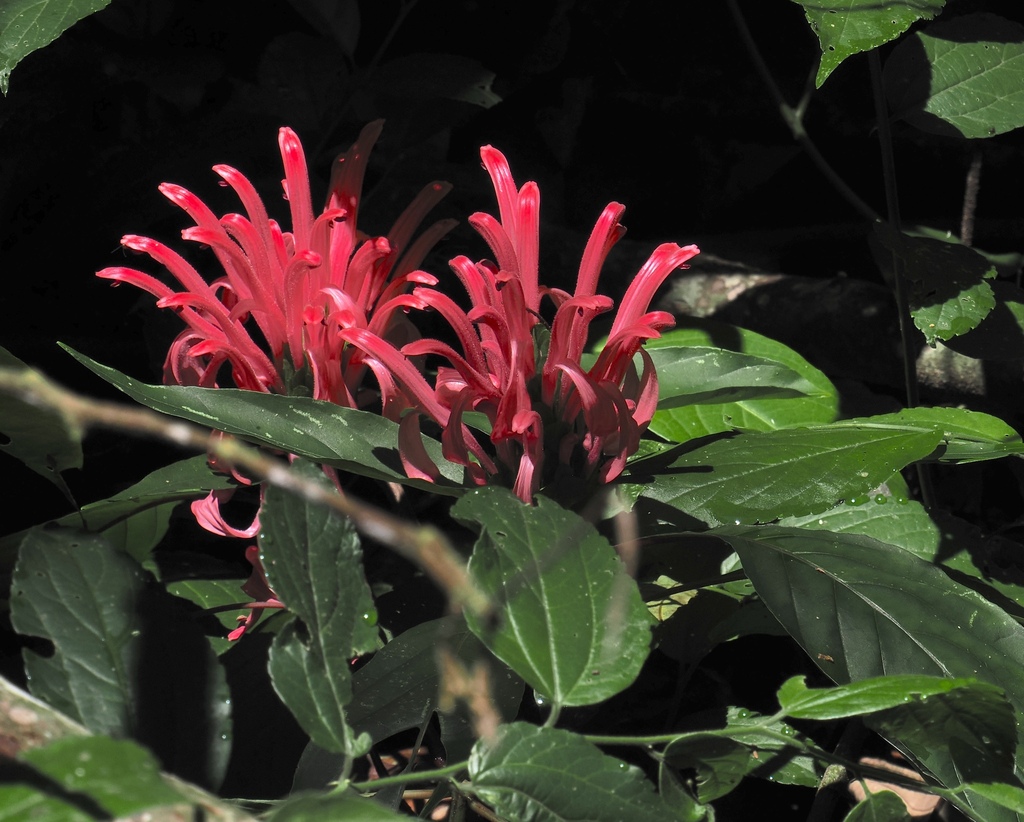 Cây hồng long ngọc – Justicia carnea