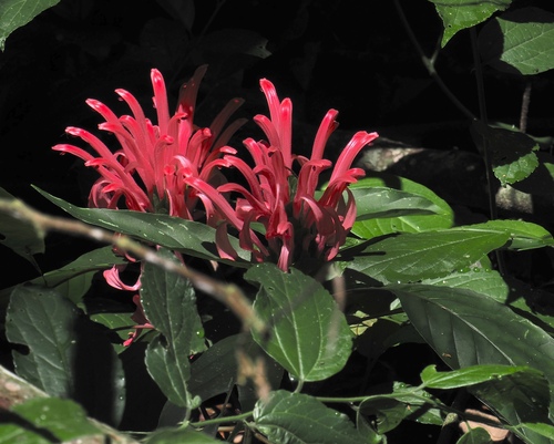 Justicia carnea