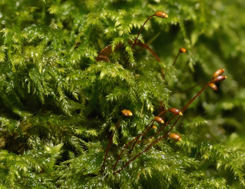 Herzogiella