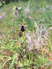 Ophrys sphegodes atrata