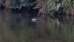 Hymenolaimus malacorhynchos