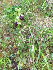 Ophrys sphegodes atrata