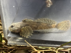 Chattahoochee Sculpin photo 4